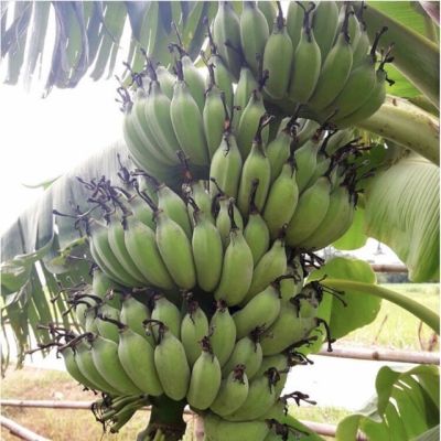 (promotion++) หน่อกล้วยน้ำว้า ต้นกล้วยน้ำว้า ต้นใหญ่ แข็งแรง ดูแลง่าย ให้ผลผลิตที่ดี ทนทุกสภาพอากาศ สุดคุ้มม ต้นไม้ ฟอก อากาศ กระถาง ต้นไม้ ไม้ ประดับ ต้นไม้ ปลูก ใน บ้าน