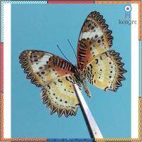 ผีเสื้อเดี่ยวจิ๋วในกรอบสำลี ผีเสื้อกะทกรกธรรมดา (Leopard Lacewing) ++ flashsale ลดกระหน่ำ