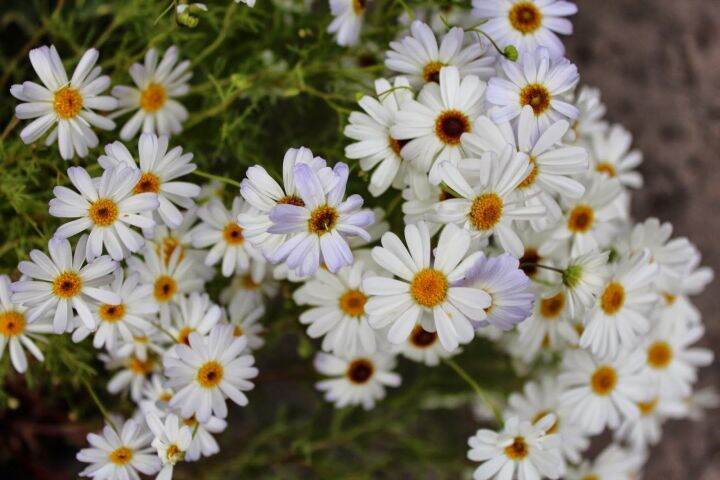 เมล็ดพันธุ์-เดซี่-สวอน-ริเวอร์-brachyscome-iberidifolia-swan-river-daisy-1000-เมล็ด-เมล็ดพันธุ์นำเข้าจากอังกฤษ