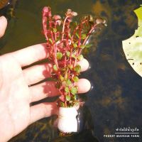 โรทาล่าแดงเวียดนาม - ROTALA VIETNAM ‘RED’ ต้นไม้น้ำ