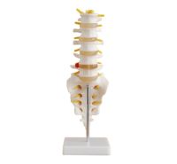 Natural big lumbar with tail by lumbar vertebrae model sacrum and coccyx of spinal nerve and spinal cure