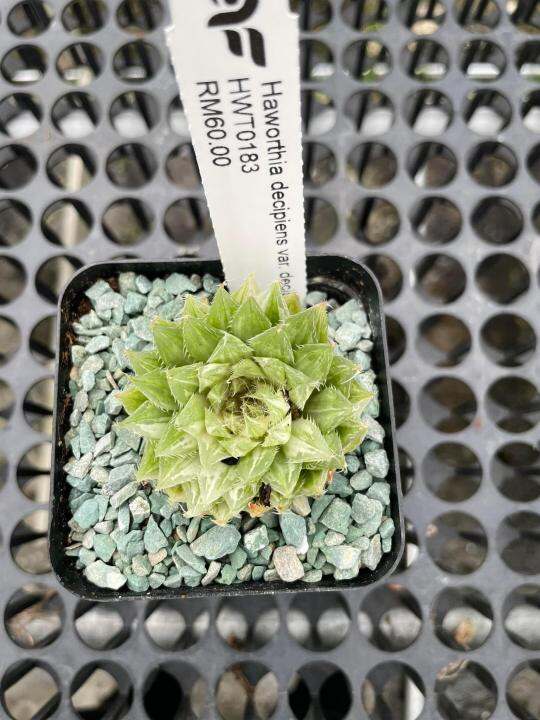 Augustfame Haworthia Decipiens Var Decipiens 曲水锦 Cactus Succlent