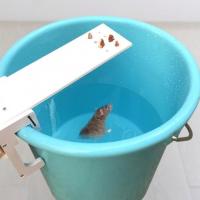 DIY Home Garden Pest Controller Rat Trap Quick Kill Seesaw Mouse Catcher Bait Traps Mice mosquito trap