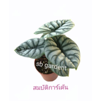 ต้นมังกรเงิน ต้นไม้หายาก อโลคาเซีย ซิลเวอร์ดราก้อน Alocasia Silver Dragon กระถาง 5นิ้ว