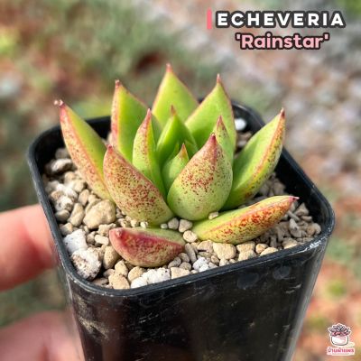 ( PRO+++ ) โปรแน่น.. Echeveria Rainstar ไม้อวบน้ำ กุหลาบหิน cactus&amp;succulentหลากหลายสายพันธุ์ ราคาสุดคุ้ม พรรณ ไม้ น้ำ พรรณ ไม้ ทุก ชนิด พรรณ ไม้ น้ำ สวยงาม พรรณ ไม้ มงคล