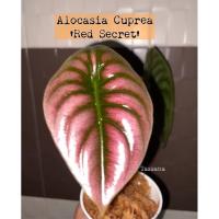 ( Pro+++ )++ อโลคาเซีย คูปรี เรดซีเครท Alocasia Cuprea Red Secret ราคาดี ต้นไม้ ฟอก อากาศ กระถาง ต้นไม้ ไม้ ประดับ ต้นไม้ ปลูก ใน บ้าน