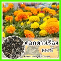 พร้อมส่ง ❗ รหัส 101 เมล็ดพันธุ์ OP แท้   ดอกดาวเรืองคละสี - Mixed Marigold Flower เมล็ดดอกไม้ เมล็ดดอกดาวเรือง ดอกไม้ ดอกไม้ปลูกสวยๆ เมล็ดผัก