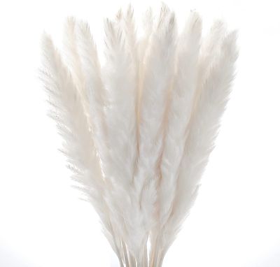 [AYIQ Flower Shop] 30ชิ้น Pampas ธรรมชาติ AMPA Grass ต้นกกแท้ขนาดเล็ก Bulrush ช่อดอกไม้แห้งสีขาวขนนกตกแต่งสำนักงานการตกแต่งงานแต่งงาน