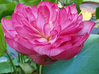 5 เมล็ดพันธุ์ บัว สายพันธุ์ SPLENDORS RED LOTUS สีชมพูแดง เพาะปลูกและเก็บเมล็ดในไทย ขยายพันธุ์ในไทยได้ สายพันธุ์นิยมปลูกในอเมริกา