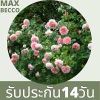 30 เมล็ด เมล็ดพันธุ์ Seeds  กุหลาบ Climbing Rose Rosa Multiflora Rose Seeds ดอกใหญ่ นำเข้าจากต่างประเทศ พร้อมคู่มือ เมล็ดสด ใหม่