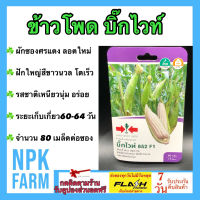 ผักซอง ศรแดง ข้าวโพด บิ๊กไวท์ จำนวน 80 เมล็ดต่อซอง เมล็ดพันธุ์ ลอตใหม่ ฝักใหญ่ รสชาติดี เหนียวนุ่ม ระยะเก็บเกี่ยว 60-64 วัน ต้นแข็งแรง