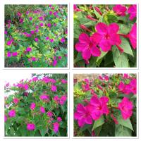 เมล็ดพันธุ์ ดอกบานเย็น สีม่วง (Rose Four oclock Flower Seed) บรรจุ 20 เมล็ด