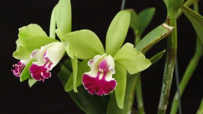 30 เมล็ดพันธุ์ Bonsai เมล็ดกล้วยไม้ แคทลียา (Cattleya Orchids) Orchid flower Seed อัตราการงอกของเมล็ด 80-85%