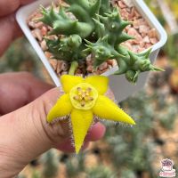 ( Promotion+++) คุ้มที่สุด เก๋งจีน Orbea Semota var.lutea แคคตัส เพชร cactus&amp;succulent ราคาดี พรรณ ไม้ น้ำ พรรณ ไม้ ทุก ชนิด พรรณ ไม้ น้ำ สวยงาม พรรณ ไม้ มงคล