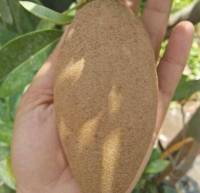 ละมุดกระสวยมาเลย์(Malay Sapodilla)กิ่งเสียบยอดขนาด30-35ซม.(1ต้น)