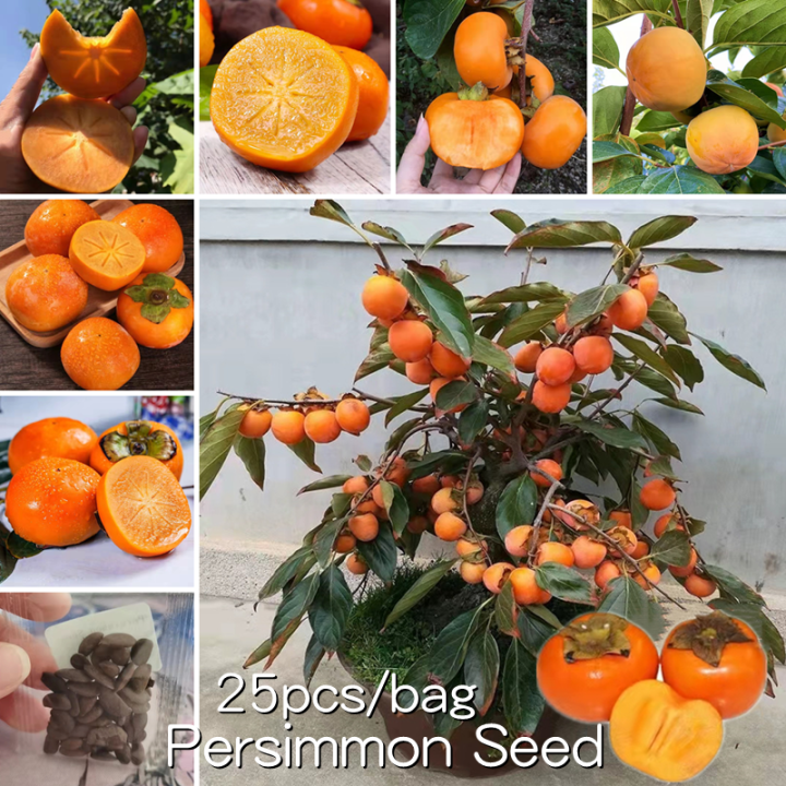 [Easy To Grow In Philippines] Dwarf Hybrid Sweet Persimmon Seeds (25
