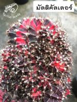ยิมโน มัลติ มัลติคัลเลอร์  Multicolor กระบองเพชร แคคตัส cactus gymnocalycium หน่อเด็ดสด หน่อยิมโน หน่อกระบองเพชร
