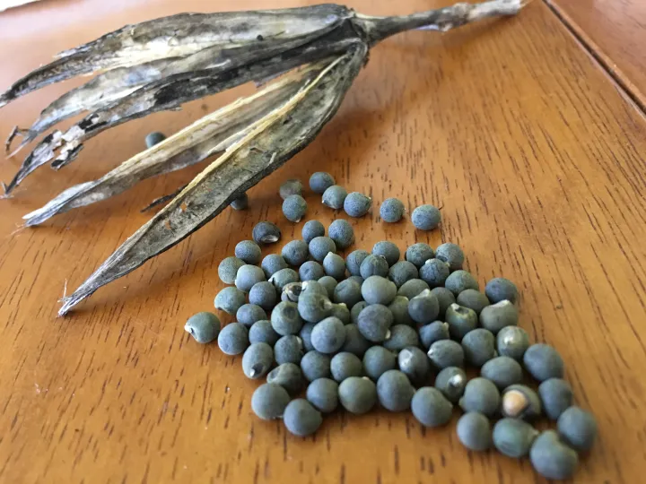 Okra Vegetable Seeds, pack, 30 pcs. High quality and high germination rate. Hybrid variety