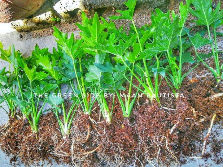 PHILODENDRON SELLOUM/SAHOD YAMAN PLANT Lazada PH