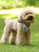 [Fast delivery] Internet celebrity cute dog leash vest style small dog bichon teddy puppy chest harness walking leash dog chain Safe and anti breakaway measures