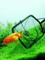 ✚♈ tank fish net pocket hand-copied goldfish ornamental retractable fine-eyed large