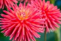 รักเร่ Dahlia Bulb สายพันธุ์ Cactus Ryecroft Pixie 1 หัว/ออเดอร์ หัวรักเร่ ดอกไม้ หัวหน่อ เหง้า นำเข้า เนเธอร์แลน หัวสดใหม่