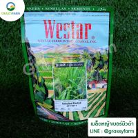 (โปร++) เมล็ดหญ้ามิวด้า 1 ปอนด์ (450กรัม) หว่านปลูกได้ 100-150 ตร.ม. ฟรี!ค่าขนส่ง ฟรี!น้ำยาเร่งราก แนะนำวิธีการปลูก ส่วนลด เมล็ดพันธุ์ พันธุ์ข้าว เมล็ดหญ้า เมล็ดข้าวโพด