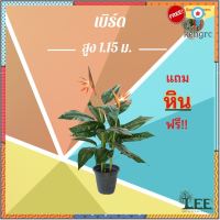 ต้นเบิร์ด ออฟ พาราไดซ์ ( Bird of Paradise) สูง115 cm. พร้อมกระถางพลาสติกสีดำ!! #ต้นไม้ปลอมตกแต่งบ้าน Leeartplants (๑๓) ยอดขายดีอันดับหนึ่ง