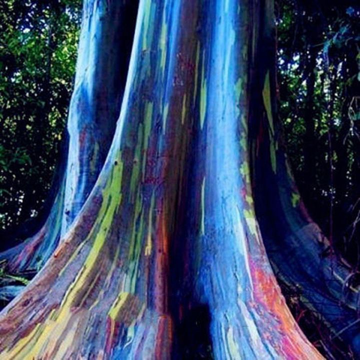 ขายส่ง-100-กรัม-เมล็ดยูคาลิปตัสสีรุ้ง-rainbow-eucalyptus-ยูคาลิปตัสมินดาเนากัม-คามาราเร่-ต้นไม้สีรุ้ง-เมล็ดพันธุ์นำเข้า-ยูคาลิปตัส