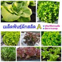 เมล็ดพันธุ์ ผักสลัด 7 ชนิดAA ขายดี พร้อมคำแนะนำการเพาะเมล็ด เมล็ดผักสวนครัว 250-300seed อัตราการงอกสูง พันธุ์แข็งแรง