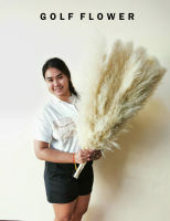 ดอกเลาขาวทอง12ดอก  (pampas)ดอกไม้แห้ง ดอกแพมพัส ดอกเลา ดอกไม้ตกแต่ง  ดอกหญ้าเลา สีธรรมชาติดอกไทย ||สีขาวทองธรรมชาติ Golf_Flower