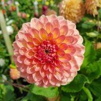 20 เมล็ดพันธุ์ รักเร่ Dahlia Seeds สายพันธุ์ HILLCREST SUFFUSION สีชมพู รักเร่ รักแรกพบ ดอกไม้แห่งมิตรภาพ ความรักเริ่มต้น เพาะเลี้ยงง่าย ตั้งโต๊ะทำงาน