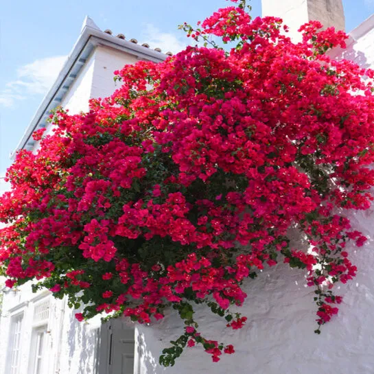 Ready Stock 100% Original Mixed Dwarf Bougainvillea(100 Seeds)Real Potted  Live Plants for Sale Rare Mayana Plants Cuttings High Quality Seeds for  Planting Flowers Home Balcony Decoration Bonsai Indoor and Outdoor  Flowering Herbs