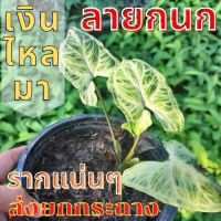 1 ต้น เงินไหลมา-ออมลายกนก รากแน่นๆ Syngonium sp. เงินไหลมา ลายกนก ต้นไม้มงคล ต้นไม้หายาก ต้นพร้อมปลูก ส่งยกกระถาง  ?ต้นเงินไหลมา-ออมกนก…ส่งยกกระถาง ใบใหญ่ๆพร้อมปลูกหรือใส่กระถางสวยๆได้เลย  เป็นไม้มงคล หรือเรียกสั้นๆง่ายๆว่าออมกนก หรือออมกนกลายไทย ใบสวย ล