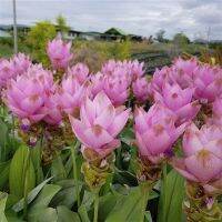 2 เหง้า ว่าน ปทุมมา กระเจียวบัว, ขมิ้นโคก หรือ ทิวลิปสยาม Siam tulip ดอกบัวสวรรค์ ปลูกไว้ไหว้บูชาพระดีนักแล