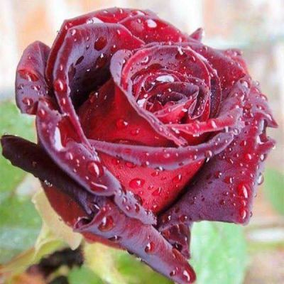 5 เมล็ด เมล็ดกุหลาบ สีแดง ดอกใหญ่ สายพันธุ์ของแท้ 100% เมล็ดกุหลาบ ดอกกุหลาบ ปลูกกุหลาบ กุหลาบ อัตรางอก70-80% Rose seeds มีคู่มือวิธีปลูก