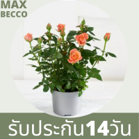 30 เมล็ด เมล็ดพันธุ์ Seeds  กุหลาบหนู สีส้ม Rose Seeds ดอกเล็ก ดอกหอม จิ๋ว นำเข้าจากต่างประเทศ พร้อมคู่มือ เมล็ดสด ใหม่