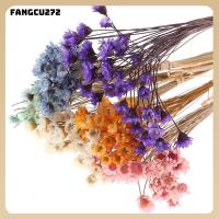 FANGCU272หลากสีสันผสมต้นพืชน่ารักจำนวน300ชิ้นงานฝีมือแบบ DIY ช่อดอกไม้ดอกไม้ประดับดอกคาโมไมล์ช่อการตกแต่งบ้านดอกไม้ประดิษฐ์มัดธรรมชาติดอกเดซี่ขนาดเล็กของบราซิล