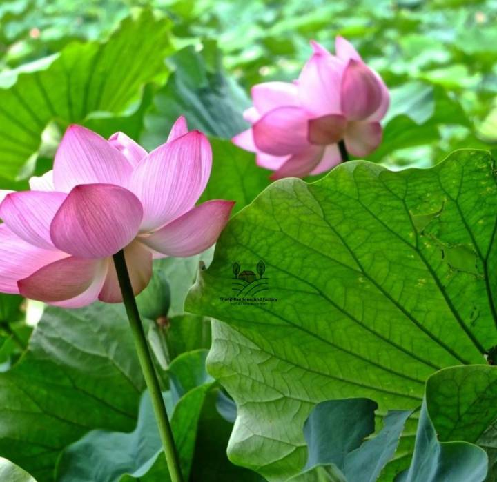 ดอกบัวหลวง-lotus-flower-seed-เมล็ดพันธุ์ดอกบัวหลวง-บรรรจุ-2-เมล็ด-10-บาท