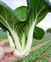 เมล็ดพันธุ์ กวางตุ้งฮ่องเต้ก้านขาว (Canton Pak Choi Seed) บรรจุ 500 เมล็ด คุณภาพดี ราคาถูก ของแท้ 100%