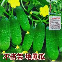 Climbing fruit cucumber dry seedlings potted balcony spring summer and autumn vegetable