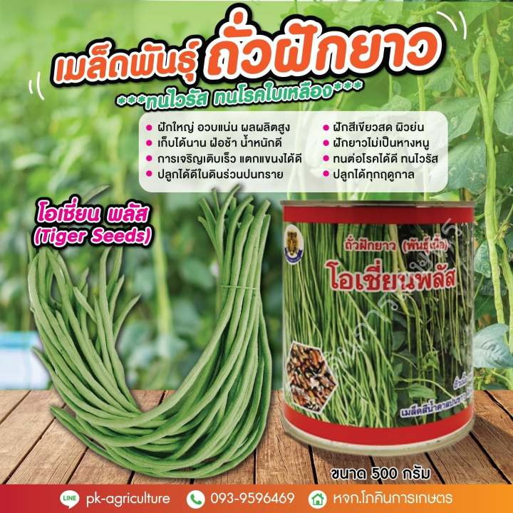 เมล็ดพันธุ์ถั่วฝักยาวโอเชี่ยน-พลัส-tiger-seeds-ขนาด-500-กรัม