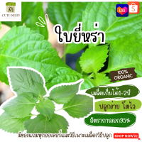 เมล็ดพันธุ์ใบยี่หร่า  จำนวน 20  เมล็ด อัตราการงอก95% ปลูกง่าย โตไว(มีของแถมเป็นเมล็ดผักกวางตุ้งทุกออเดอร์)