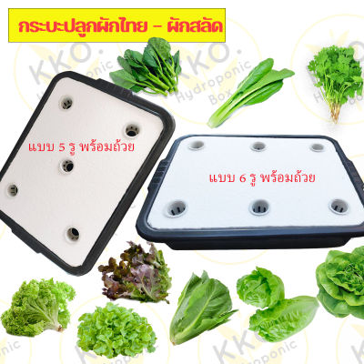 กระบะปลูกผักปลูกได้ทั้งผักไทยและผักสลัด,กล่องโฟมปลูกผัก,ปุ๋ย,กล่องโฟม