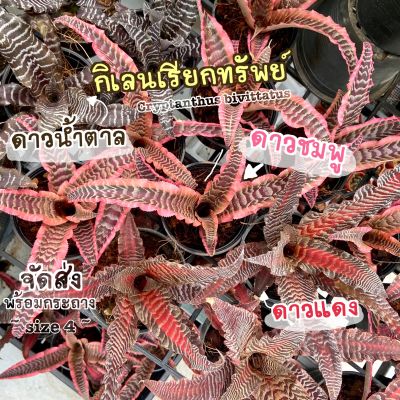 (ส่งไว)(สับปะรดสีกิเลน / กิเลนเรียกทรัพย์) ดาวน้ำตาล ดาวชมพู ดาวแดง Cryptanthus bivittatus ต้นไม้มงคล ต้นไม้ฟอกอากาศ(ต้นไม้ส่งทั้งกระถาง)