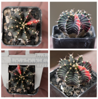 Beepees005 ยิมโนด่าง ไม้เมล็ด Gymnocalycium แคคตัส กระบองเพชร cactus&amp;succulent ขนาด 4.4 ซม.