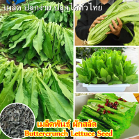 【ปลูกง่าย ปลูกได้ทั่วไทย】Buttercrunch Lettuce Seed เมล็ดพันธุ์ ผักสลัด  (300เมล็ด/ซอง) เมล็ดพันธุ์ผัก เมล็ดผัก Garden Green Vegetable Seed เมล็ดพืช ผักสวนครัว ปลูกผัก การันตีอัตรางอก Flower Herb Plant บอนสี ดอกไม้  เมล็ดนำเข้า ของแท้ ประเทศไทยพร้อมสต็อก