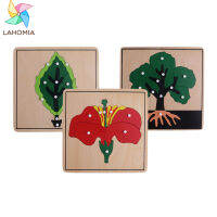 Lahemia Montessori 3 Flashcard ปริศนาพฤกษศาสตร์ (ต้นไม้ใบไม้และดอกไม้)
