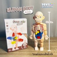 HumanBodyToy ของเล่นหุ่นจำลองร่างกายมนุษย์ ของเล่นstem ของเล่นเพื่อการศึกษา ของเล่นวิทยาศาสตร์ ของเล่นเด็ก เสริมพัฒนาการ