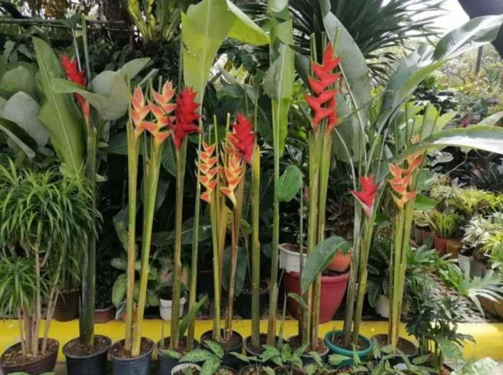 lobster claw 2 pcs. Lazada PH